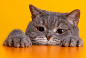 5 Surprising Ways Indoor Cats Can Get Fleas Protect Your Feline Friend