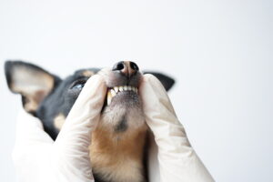 Demystifying Dog Teeth Chattering Insights And When To See A Vet