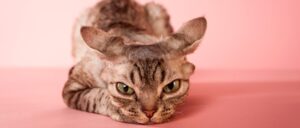 Discover 9 Cats That Dont Shed Or Shed Very Little Cat Breed Guide