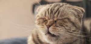 Why Do Cats Sneeze Understanding Respiratory Infections And When To See A Vet